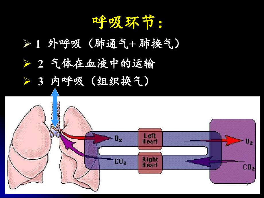 生理学完整呼吸.PPT_第2页