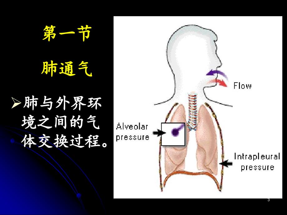 生理学完整呼吸.PPT_第3页