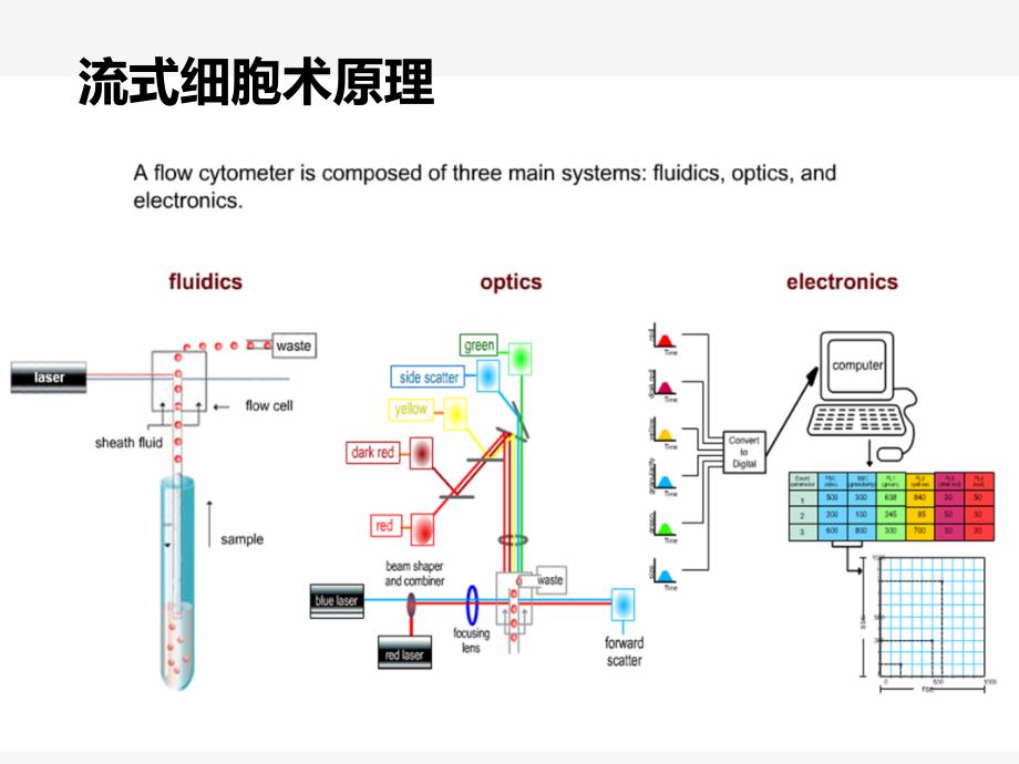 细胞因子的检测与应用CBA_第4页