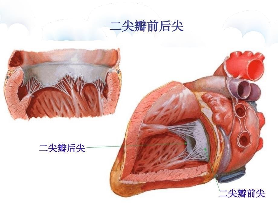 心脏瓣膜病病人的护理_第5页