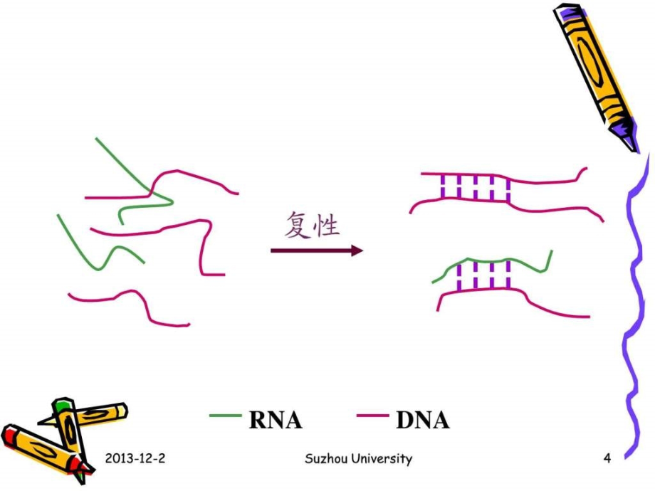 常用的分子生物学技术原理及应用()_第4页