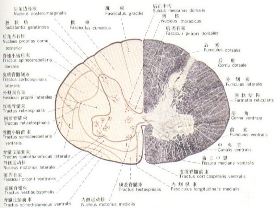 脊髓亚急性联合变性_第3页