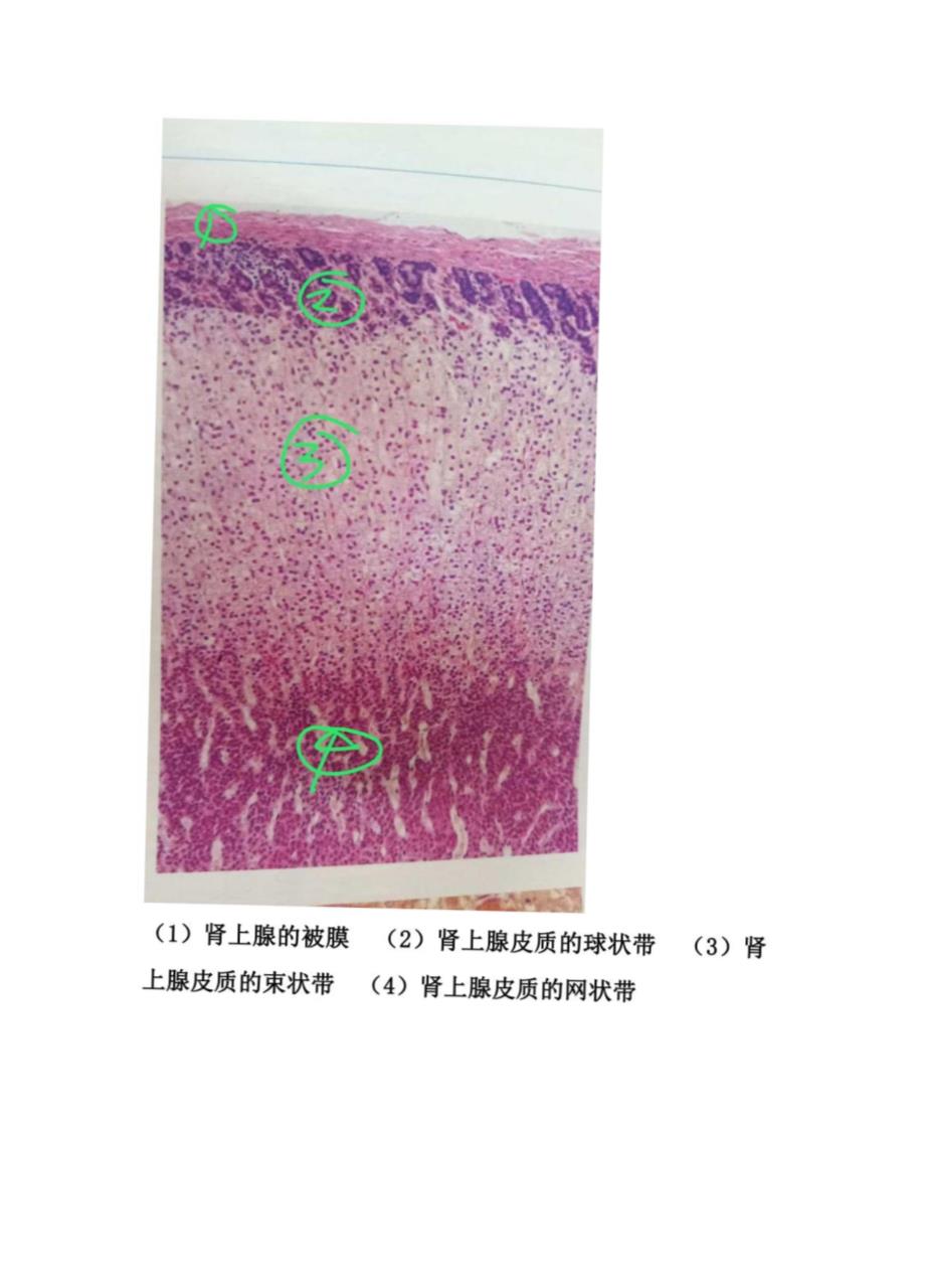 组胚实验考片(一)_第4页