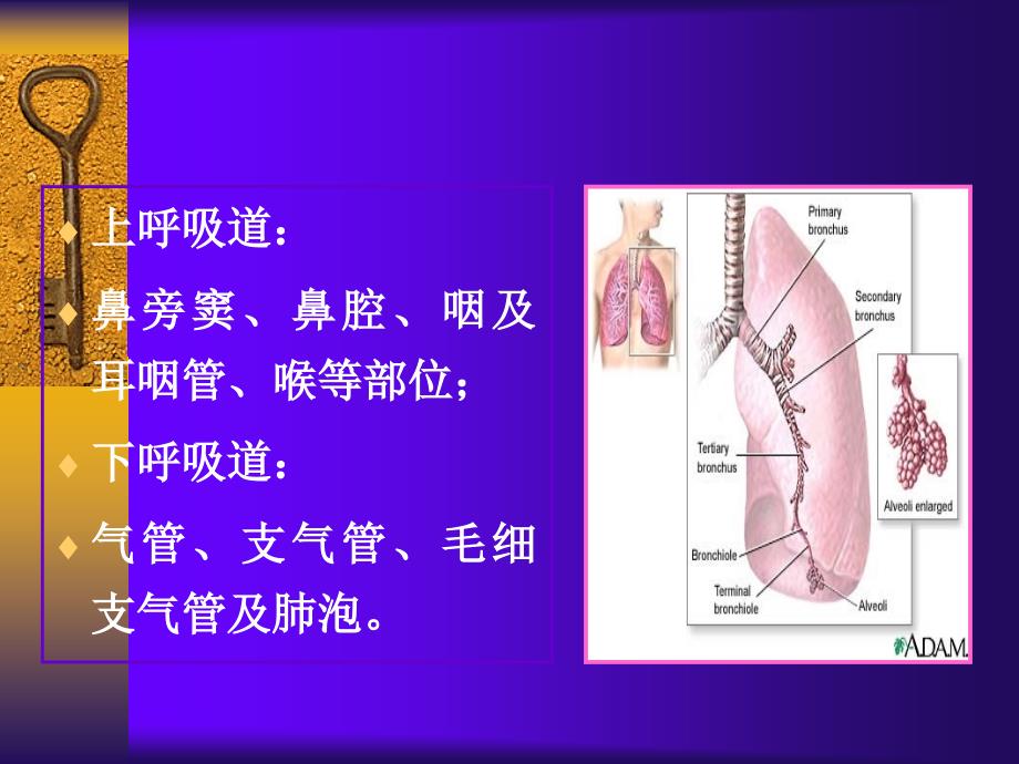 上感及支气管炎_第4页