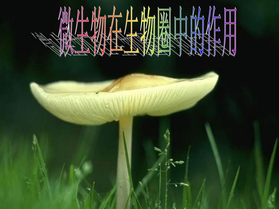 微生物在生物圈中的作用.ppt_第1页