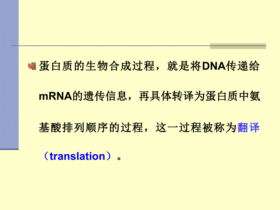 蛋白质的生物合成翻译学习课件_第2页