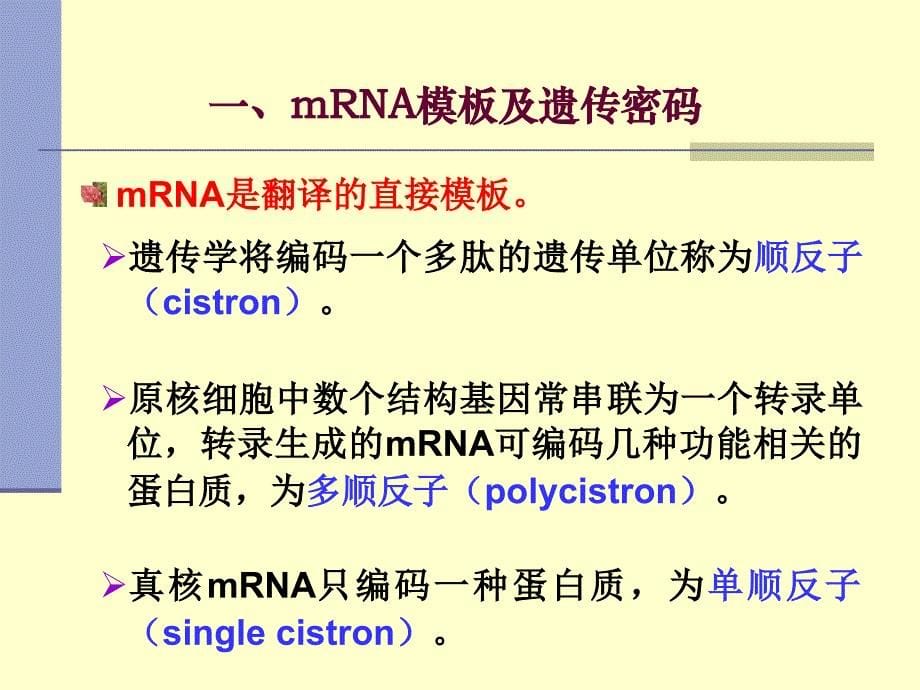 蛋白质的生物合成翻译学习课件_第5页