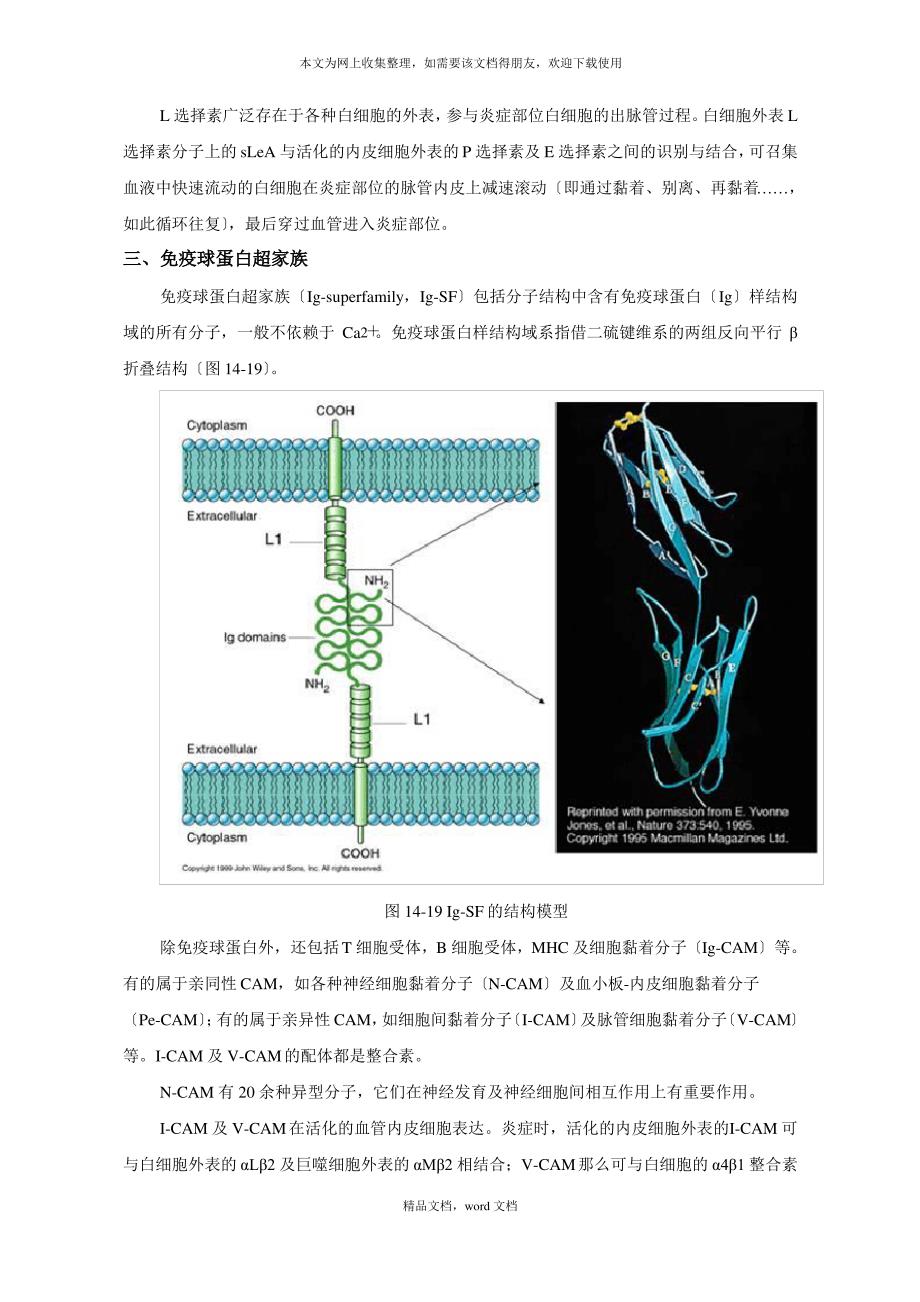 第十一章细胞环境与互作(2021整理)1_第4页