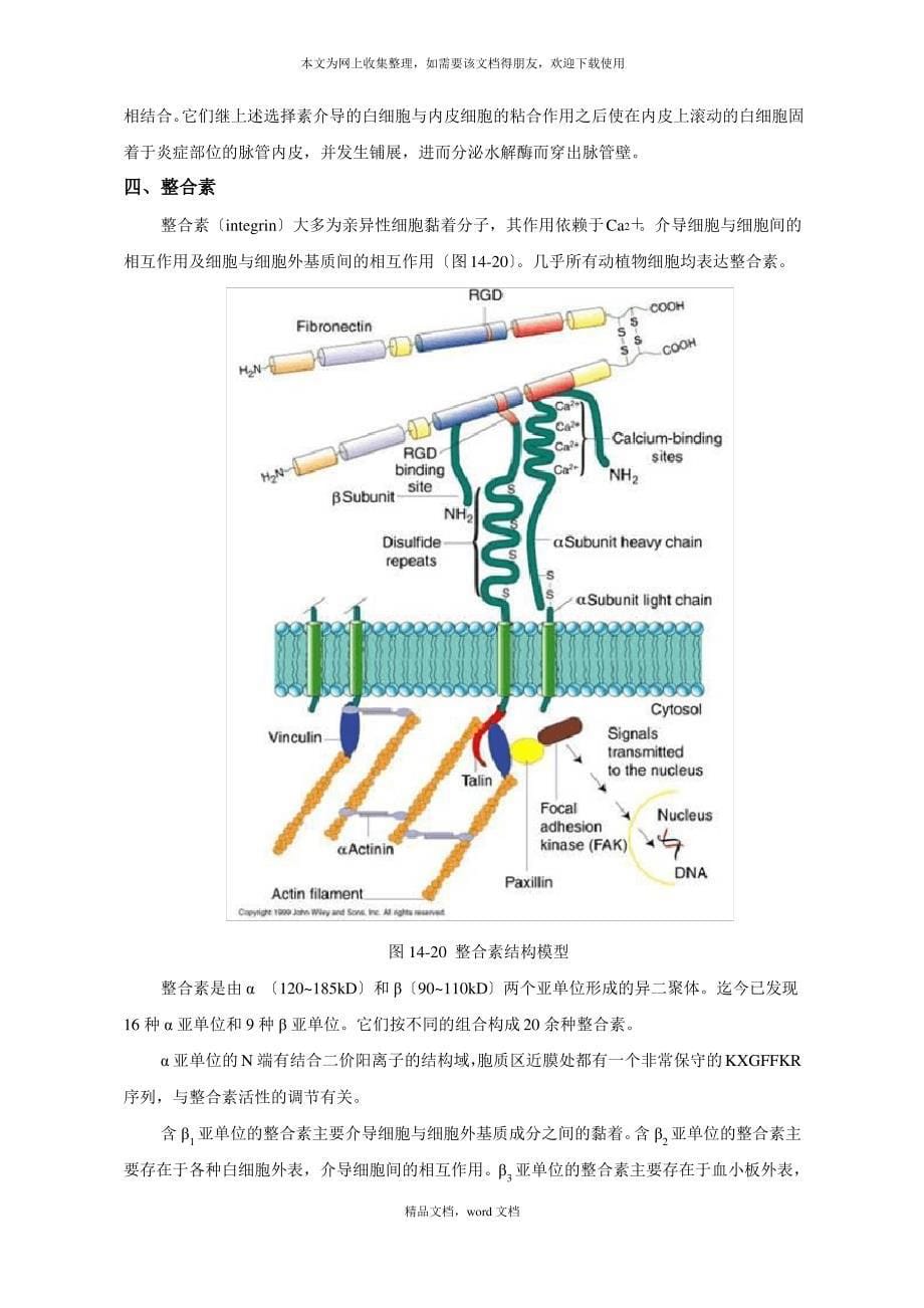 第十一章细胞环境与互作(2021整理)1_第5页