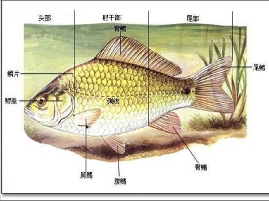 八年级生物上中期复习_第5页