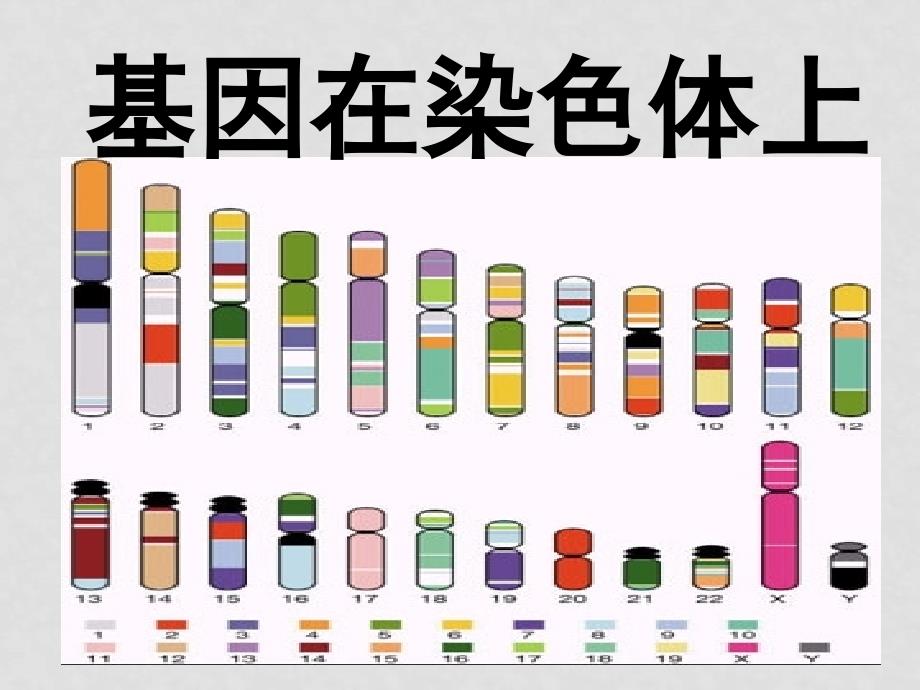 高中生物2.2《基因在染色体上》课件（4）人教版必修一_第1页