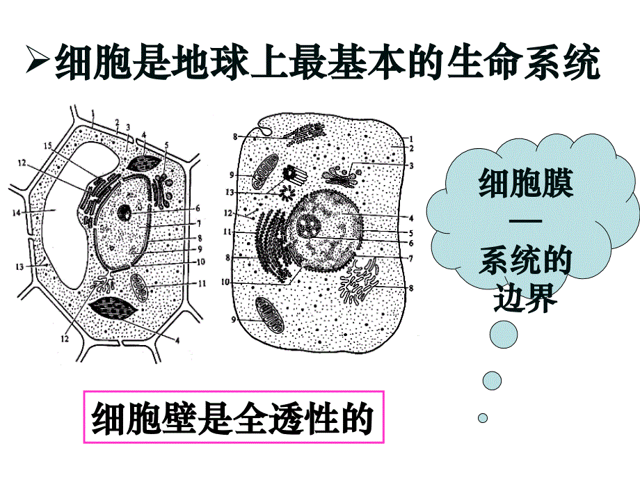 物质跨膜运输的实例公开课PPT57页_第3页