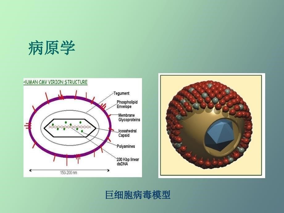 巨细胞病毒感染_第5页