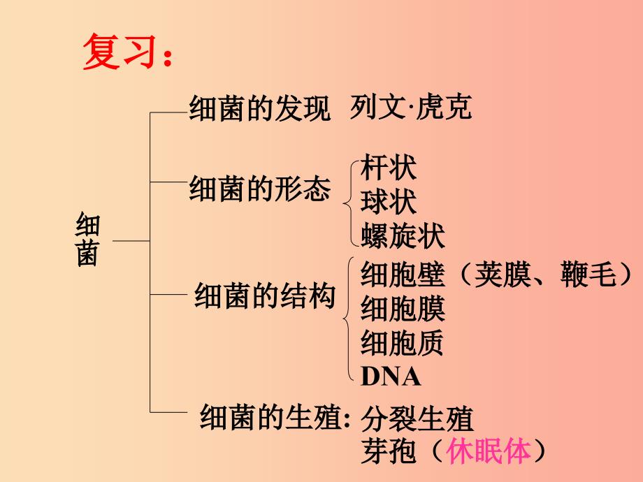 八年级生物上册 5.4.3《真菌》课件4 新人教版.ppt_第1页