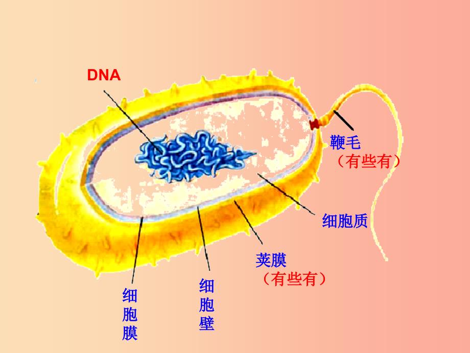 八年级生物上册 5.4.3《真菌》课件4 新人教版.ppt_第2页