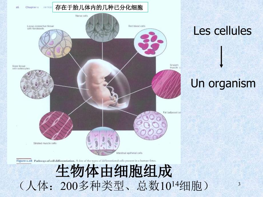 细胞生物学与医学-细胞生物学-课件1-01PPT_第3页