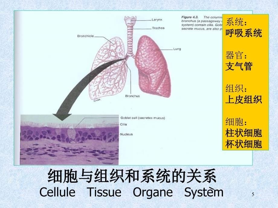 细胞生物学与医学-细胞生物学-课件1-01PPT_第5页