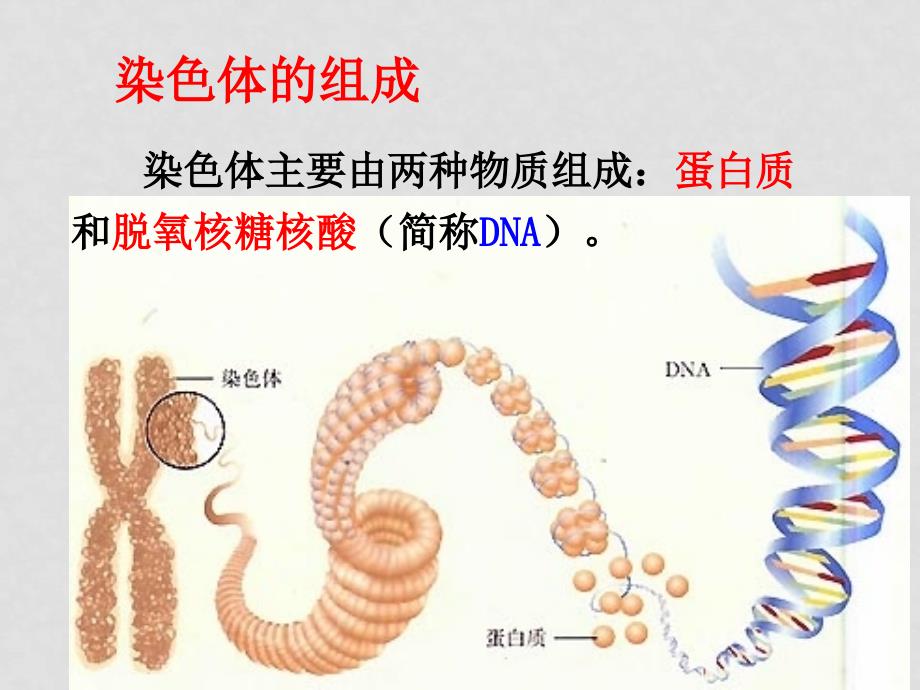 第1214课遗传和进化 人体保健_第4页