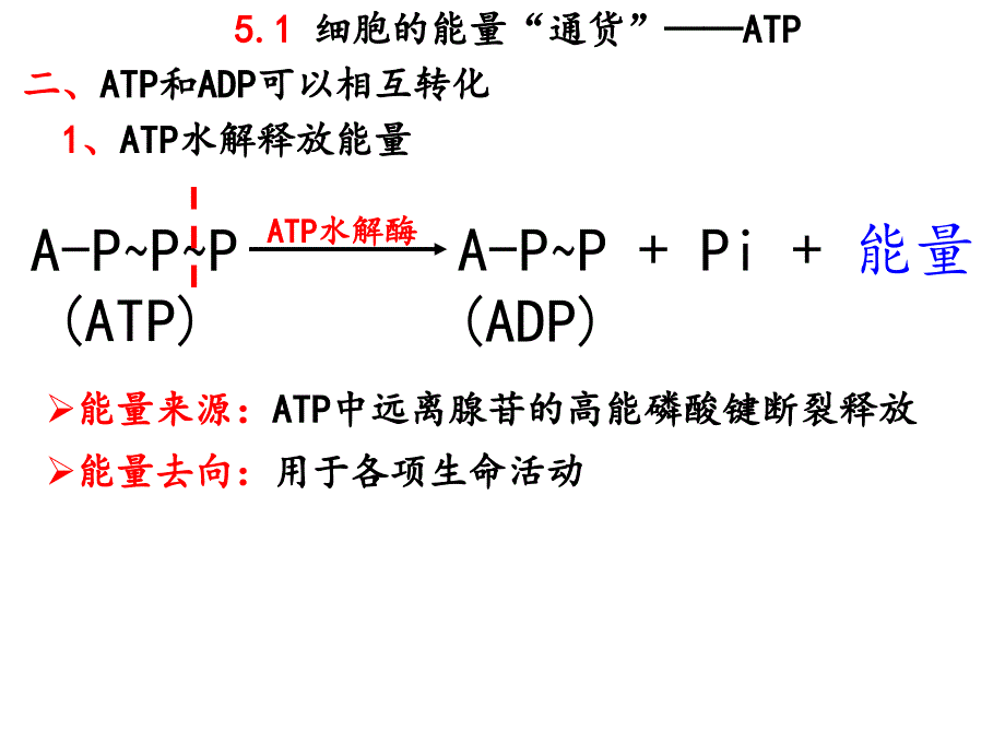 5.2细胞的能量“通货”——ATP_第4页