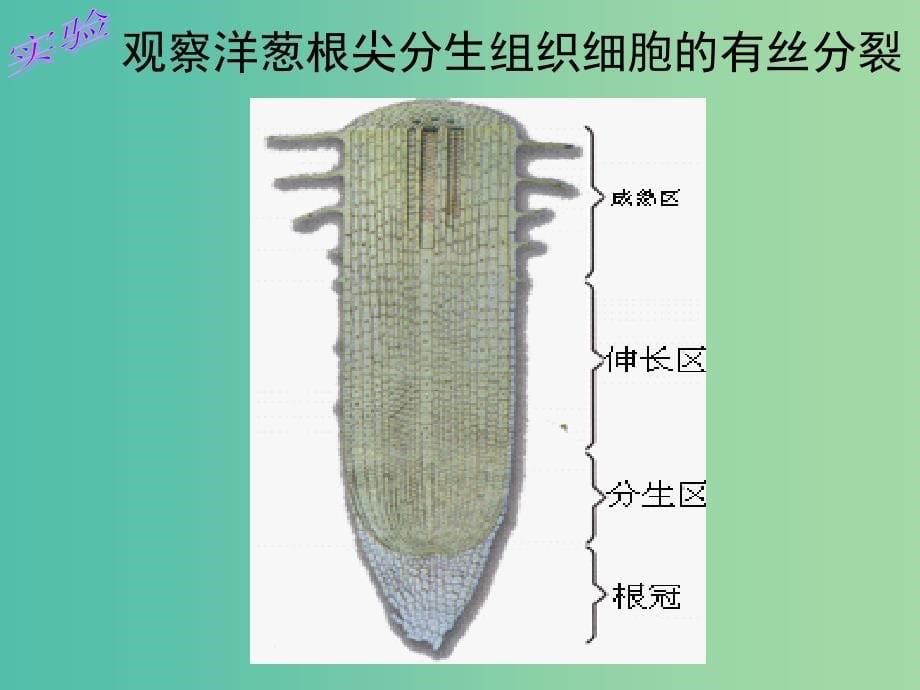 2019高中生物 专题6.1.1 细胞的增殖同步课件 新人教版必修1.ppt_第5页