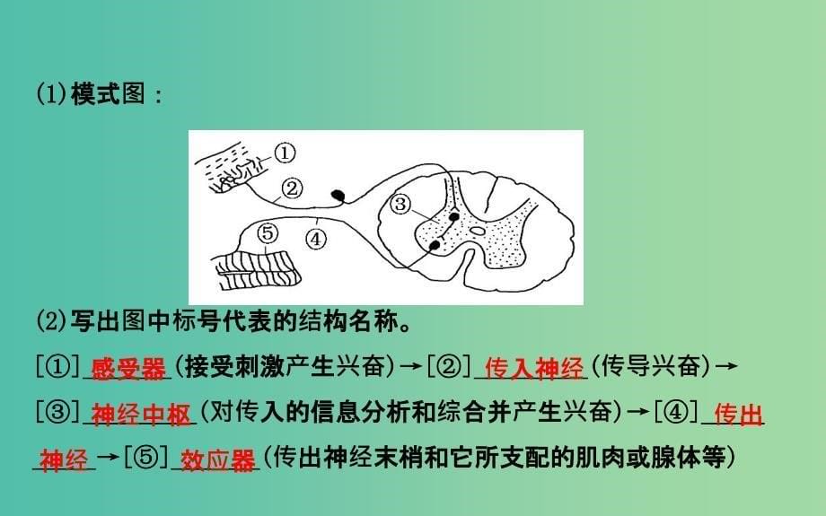 高三生物第一轮复习 第2章 第1节 通过神经系统的调节课件 新人教版必修3.ppt_第5页