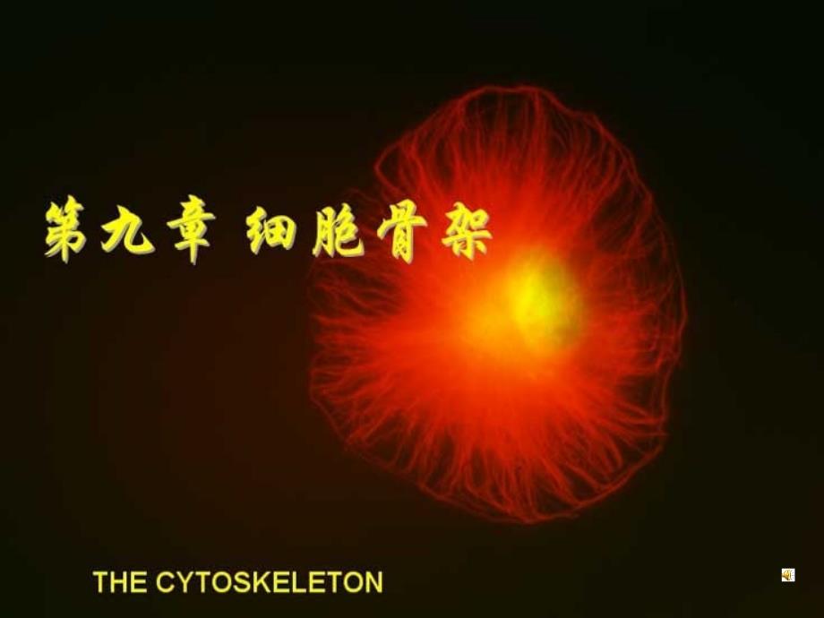 第十章细胞骨架_第1页