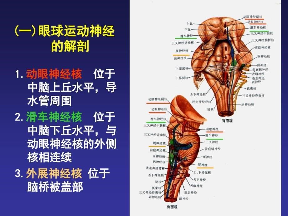 眼外肌麻痹的诊断思路课件.ppt_第5页