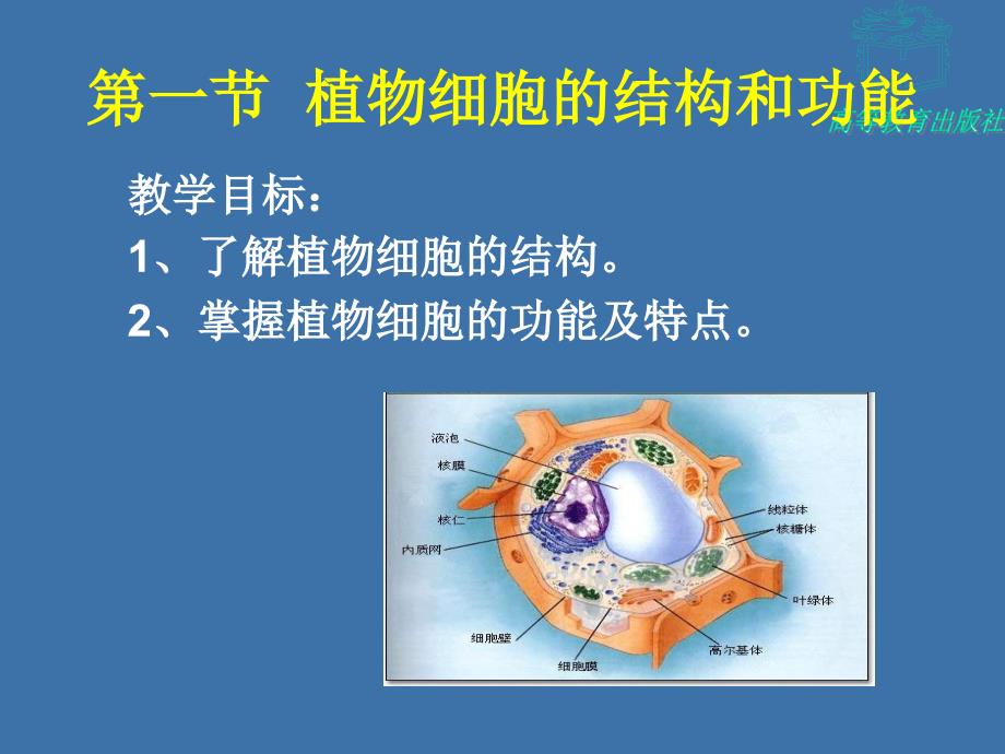 第二节植物体的组织结构和功能_第3页