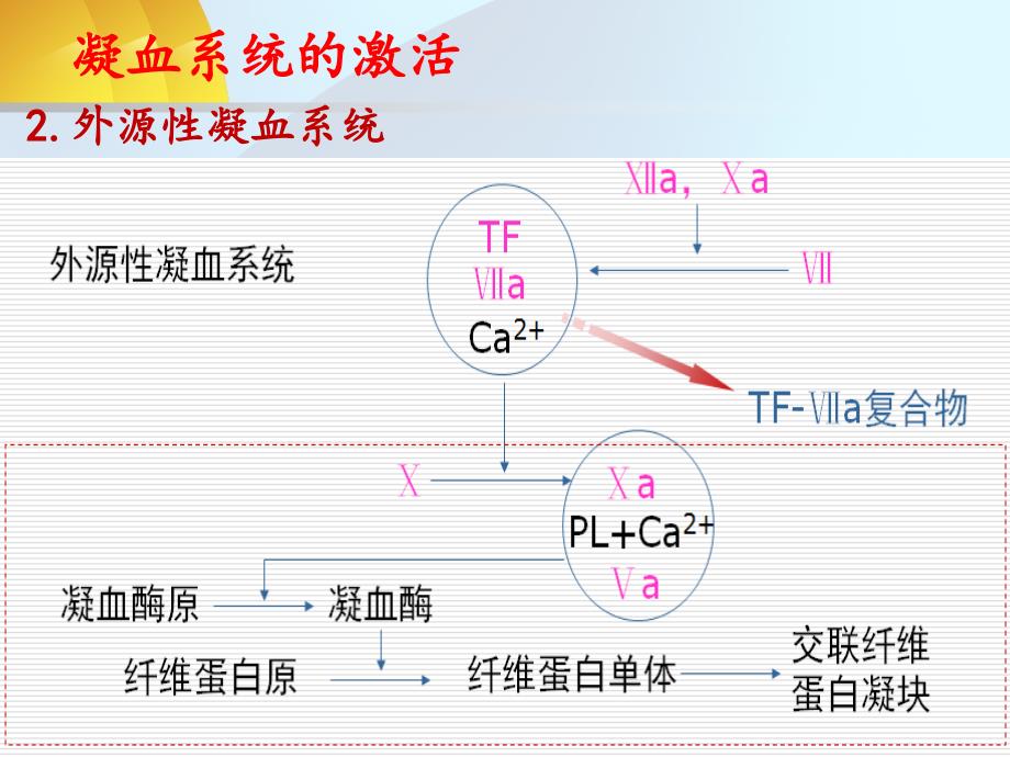 致病因子概念纤溶亢进同时继发器官功能障碍出血贫血休克微循环中课件_第3页