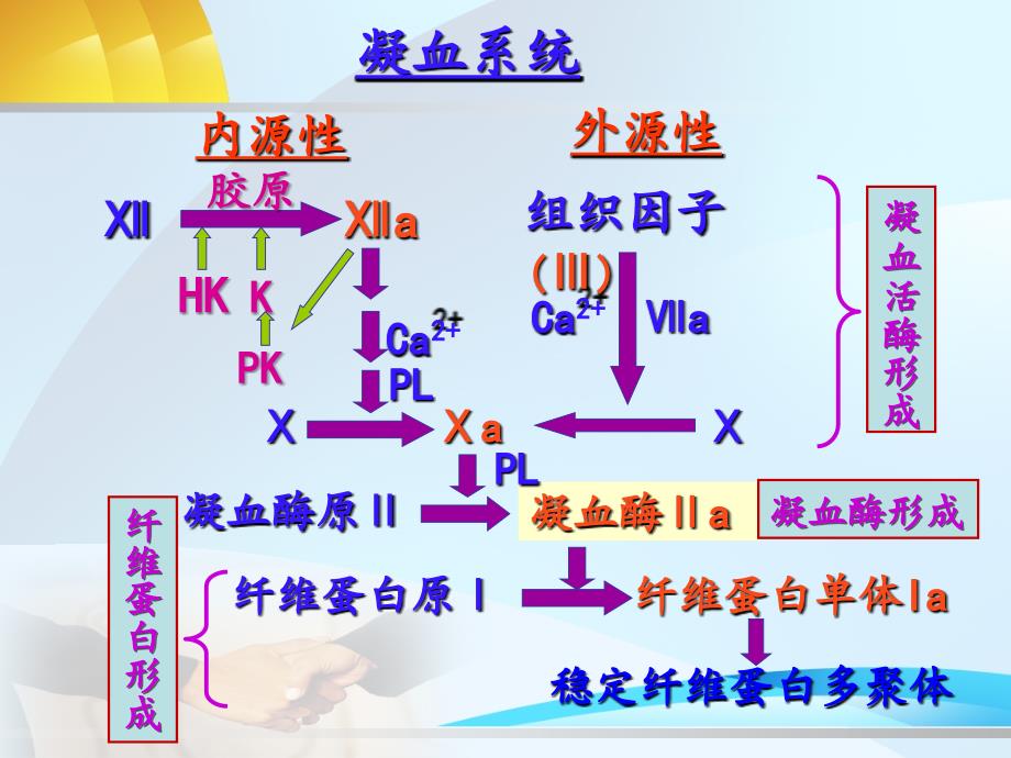 致病因子概念纤溶亢进同时继发器官功能障碍出血贫血休克微循环中课件_第4页