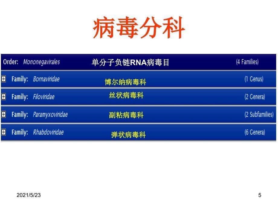 病毒分类科属种详解_第5页