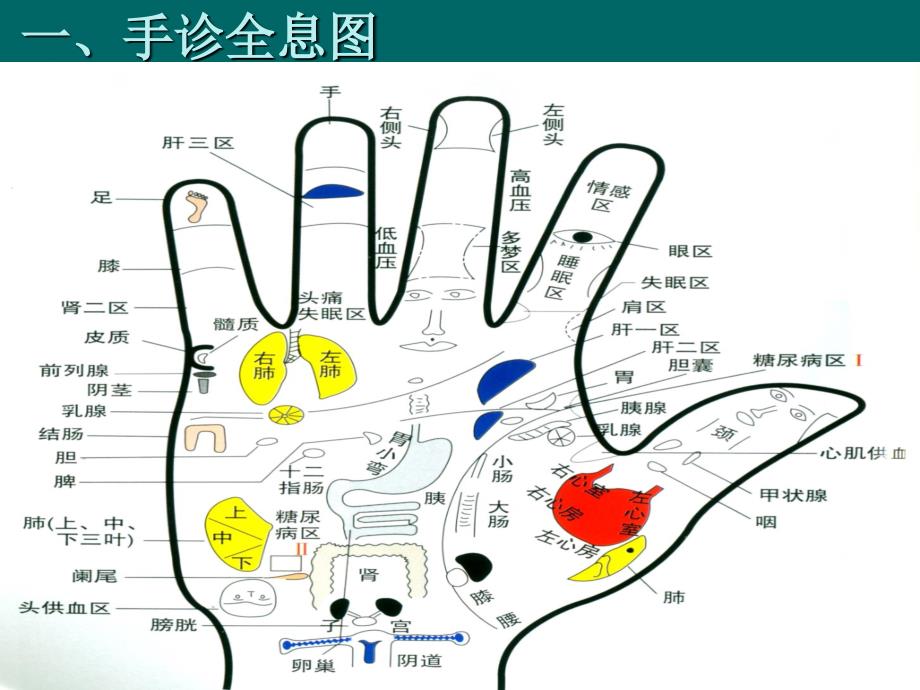 看手掌知疾病课件.ppt_第2页