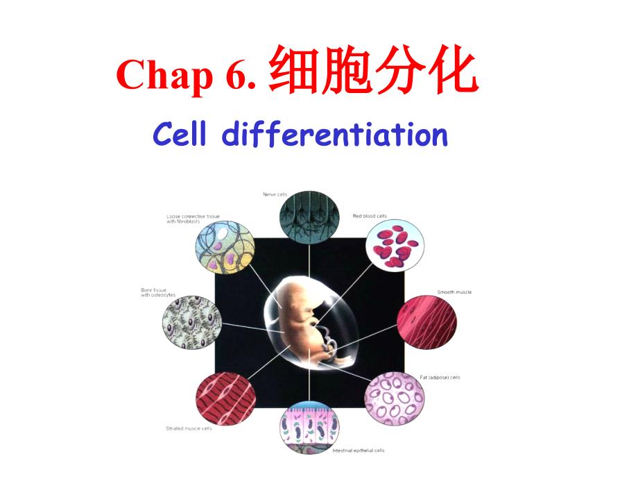 6细胞分化PPT_第1页