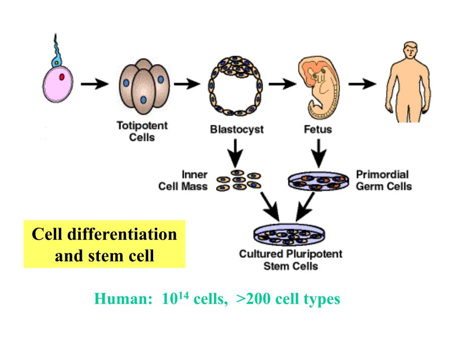 6细胞分化PPT_第2页