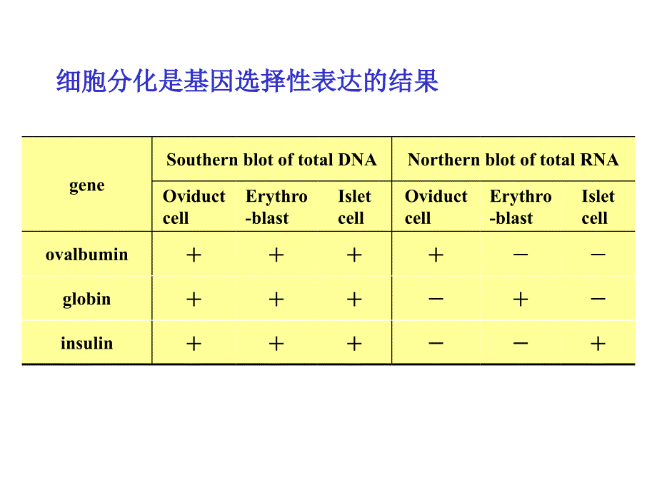 6细胞分化PPT_第4页