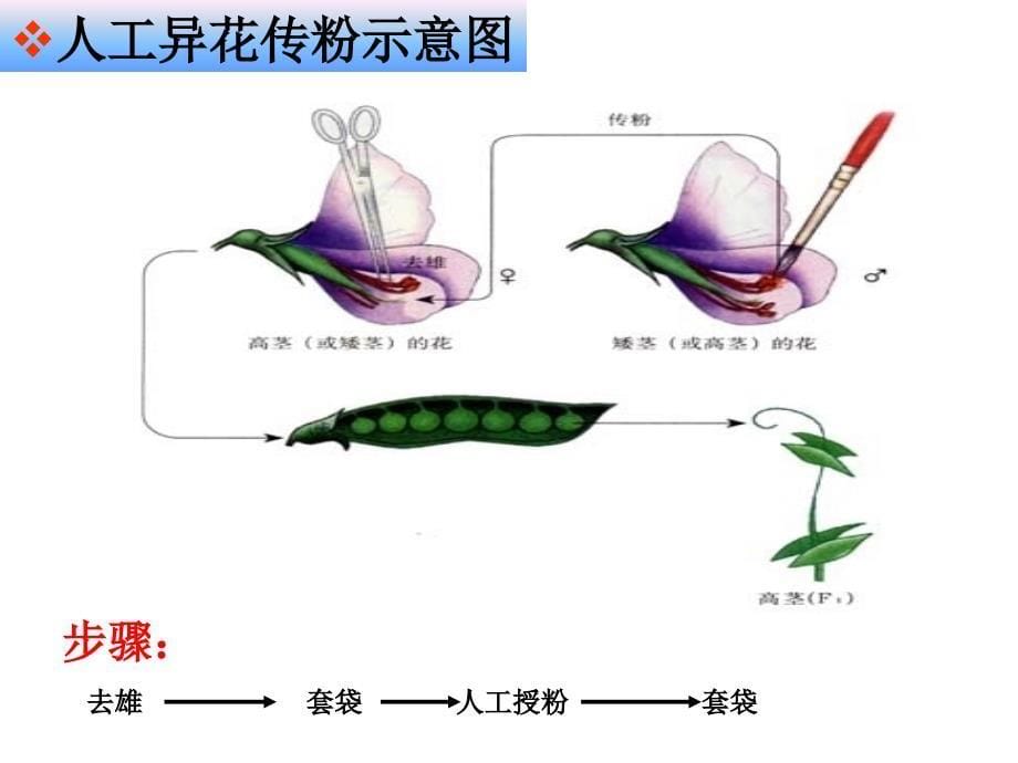 一对相对性状的杂交实验_第5页