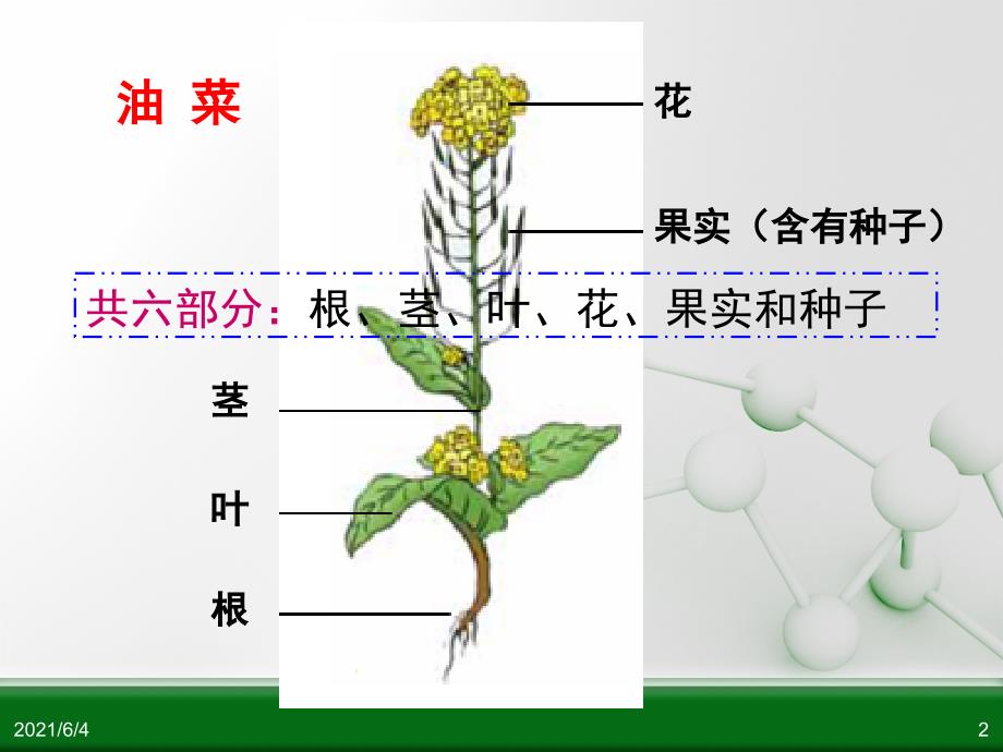 科学四下第二单元新的生命_第2页