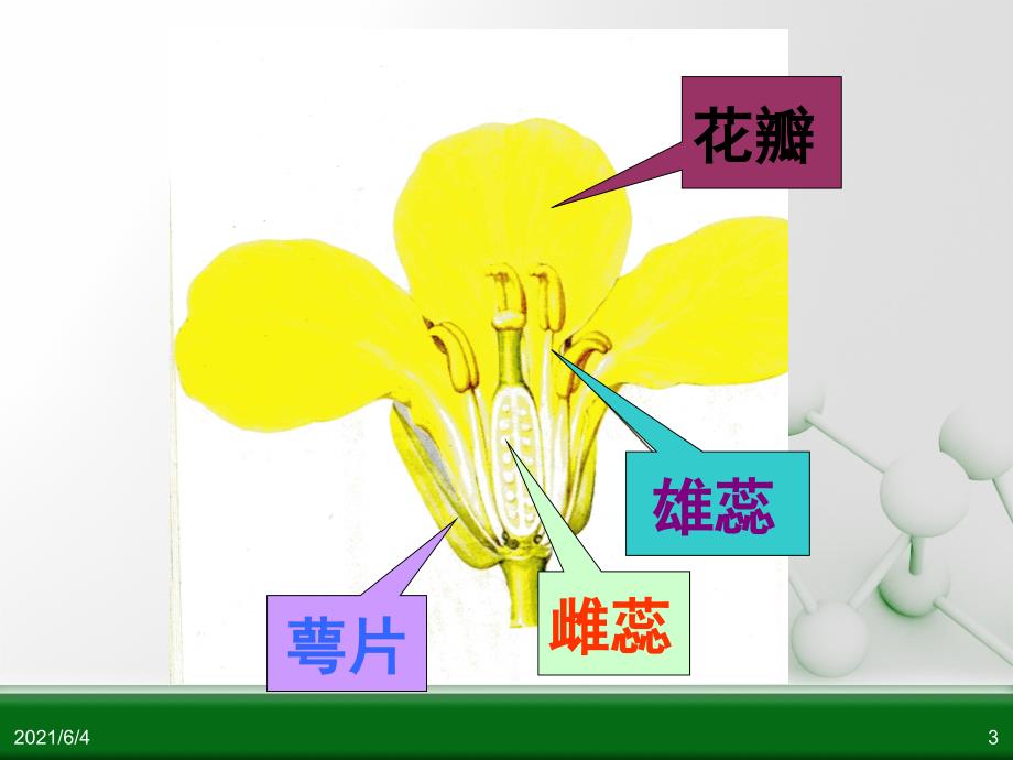 科学四下第二单元新的生命_第3页