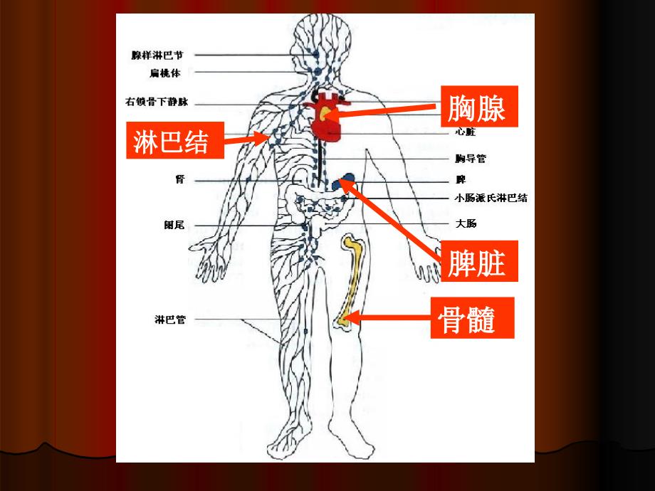 《疫器官和组织》PPT课件.ppt_第4页