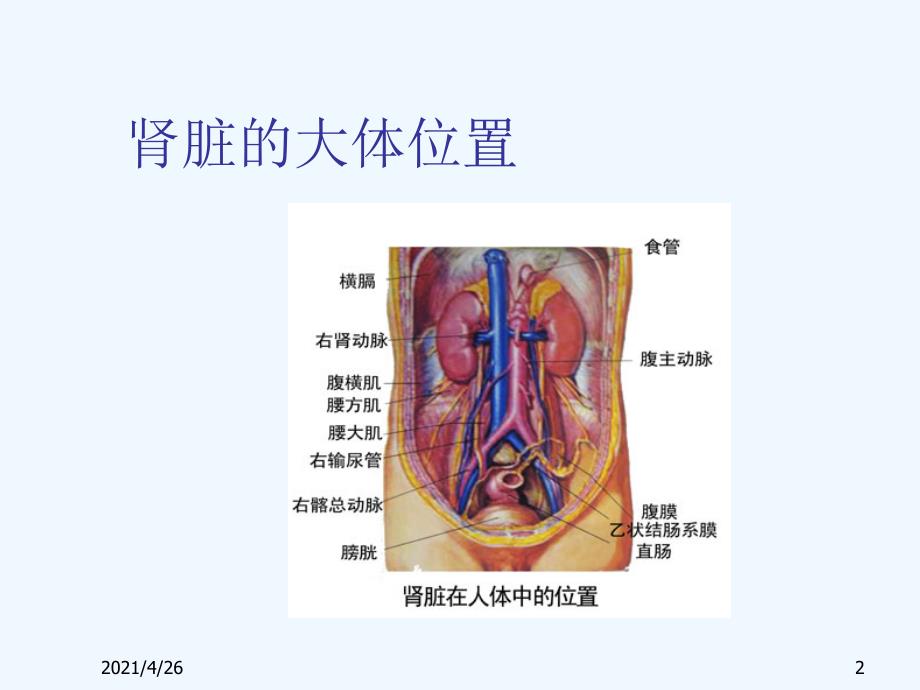 肾脏的结构和生理功能_第2页