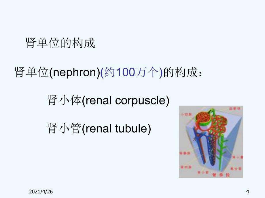 肾脏的结构和生理功能_第4页