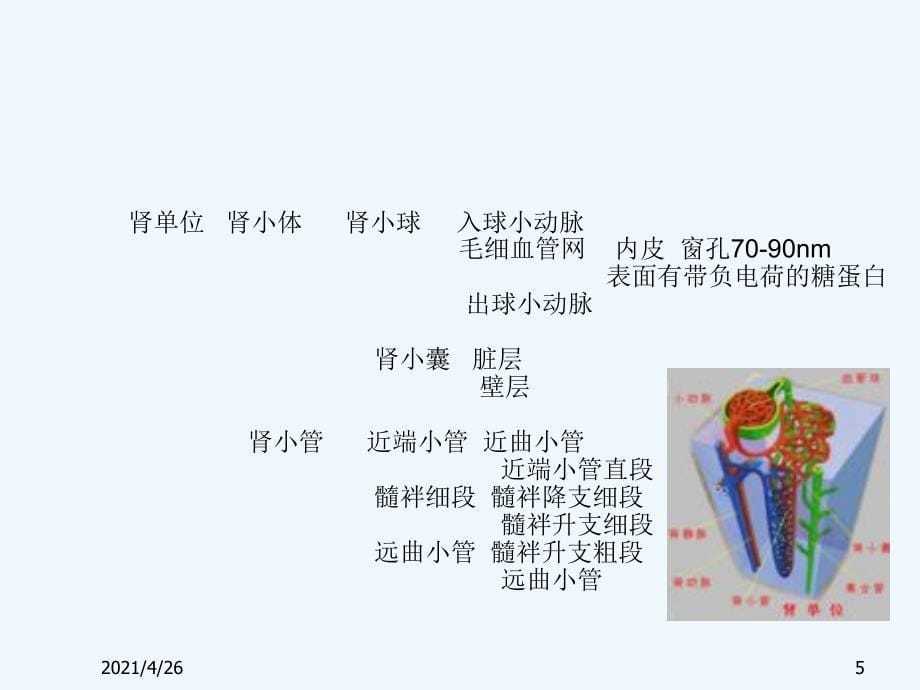 肾脏的结构和生理功能_第5页