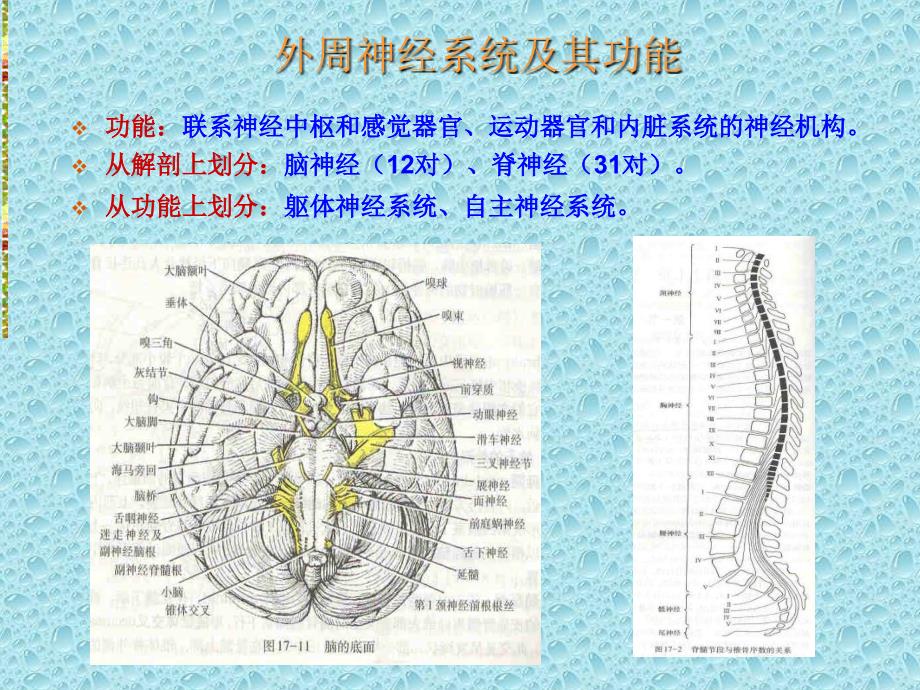 基础心理学——生理基础_第4页