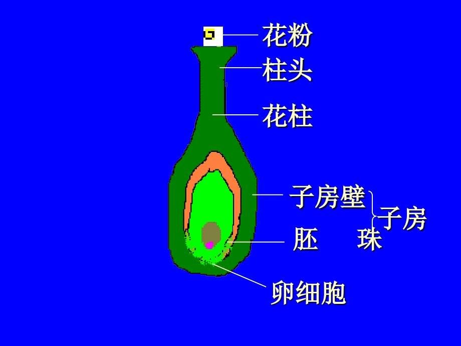 第三节开花和结果 (2)_第5页