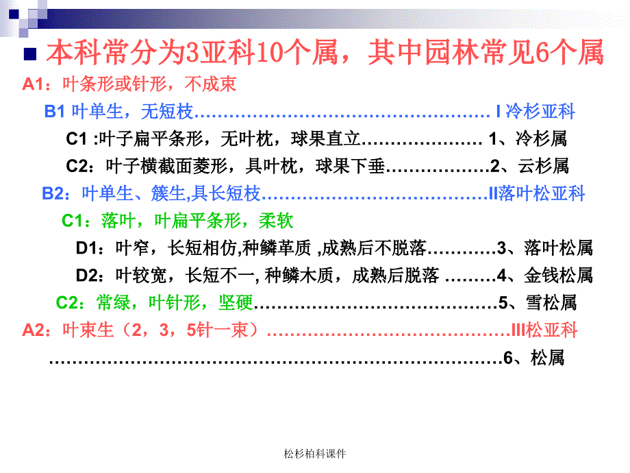 松杉柏科课件_第4页