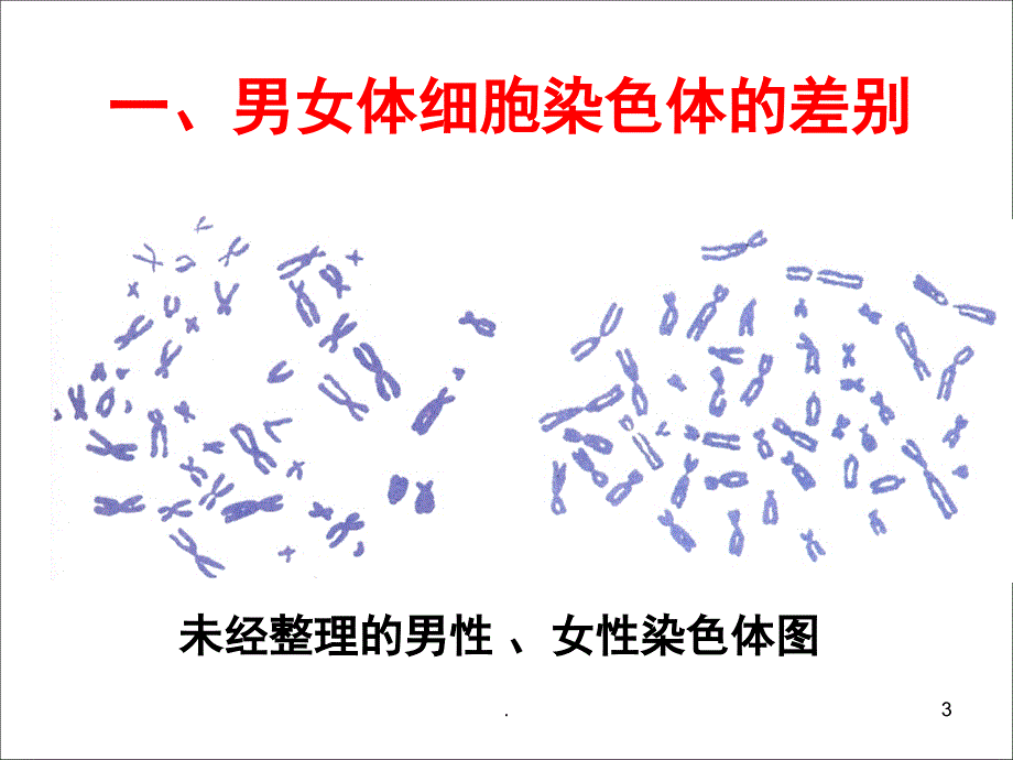 人的性别遗传优秀课件_第3页