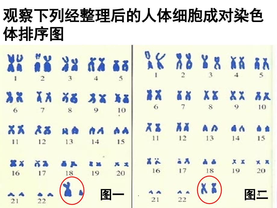 人的性别遗传优秀课件_第4页