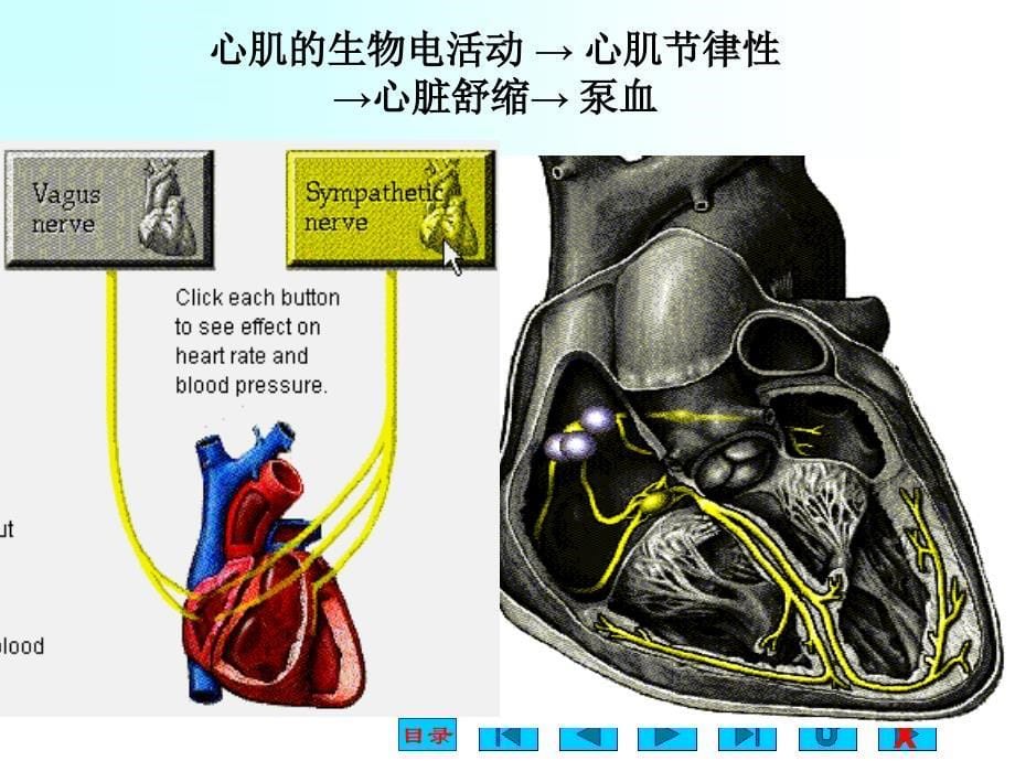 生理学课件：细胞生理1绪论_第5页