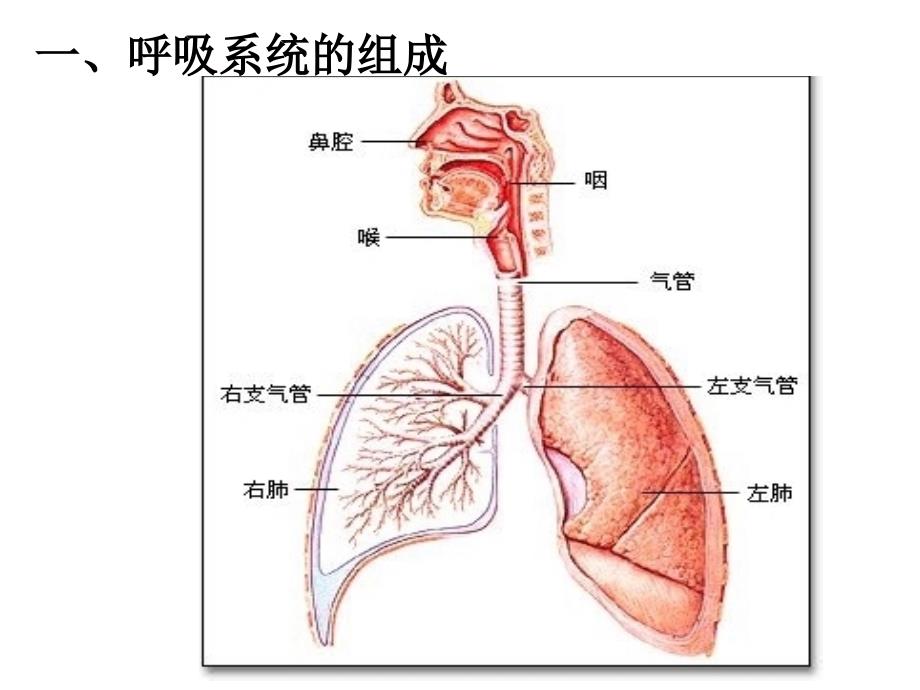 431《呼吸道对空气的处理》课件(人教版七年级下)_第4页