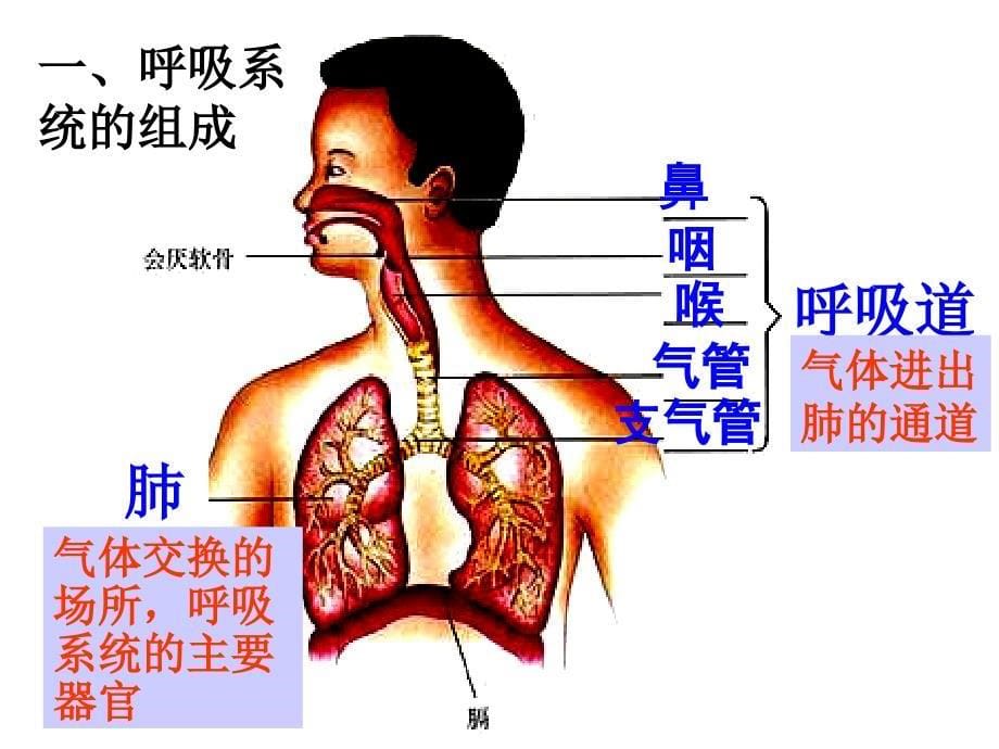 431《呼吸道对空气的处理》课件(人教版七年级下)_第5页